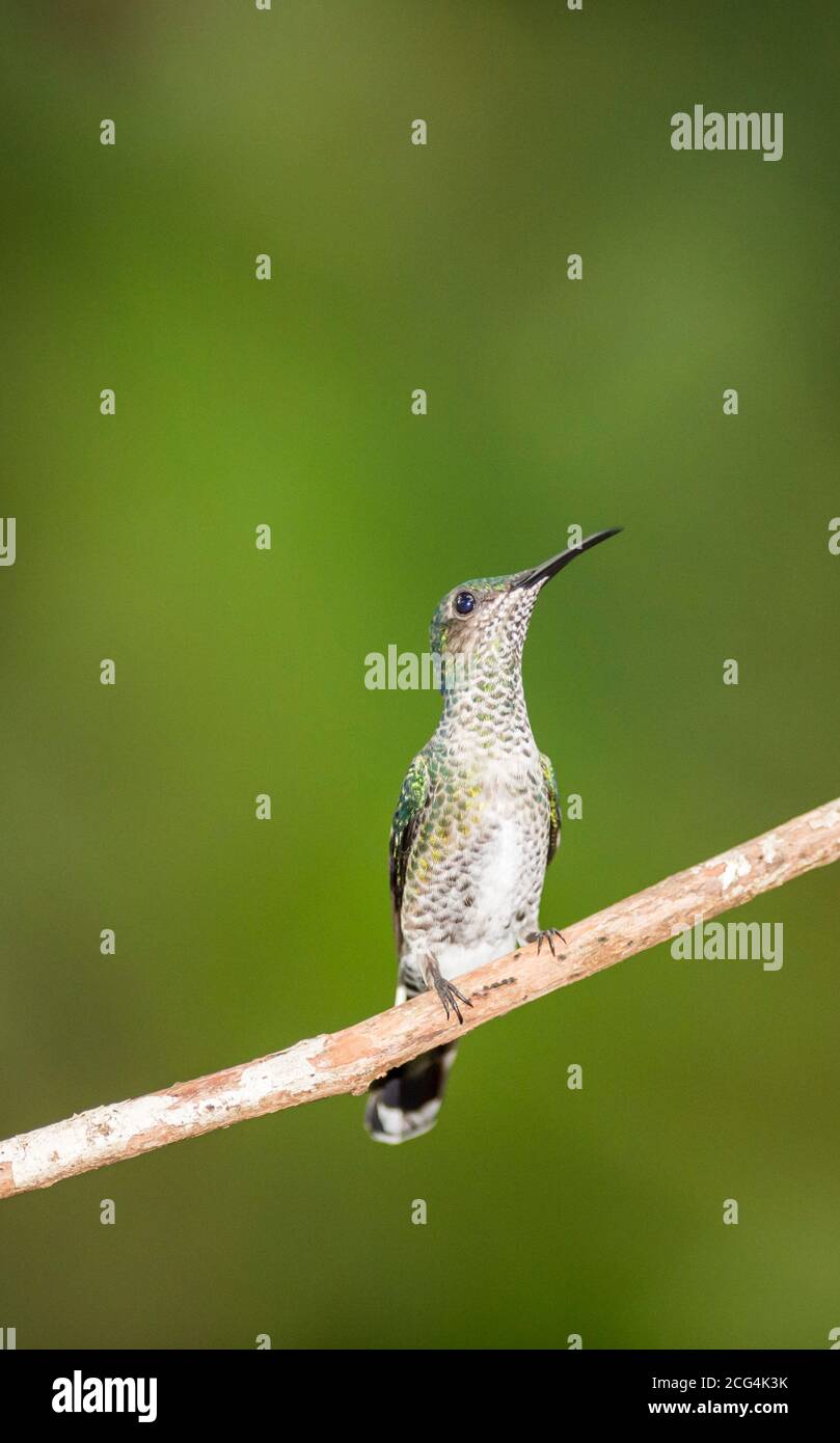 Female white necked jacobin hi-res stock photography and images - Alamy