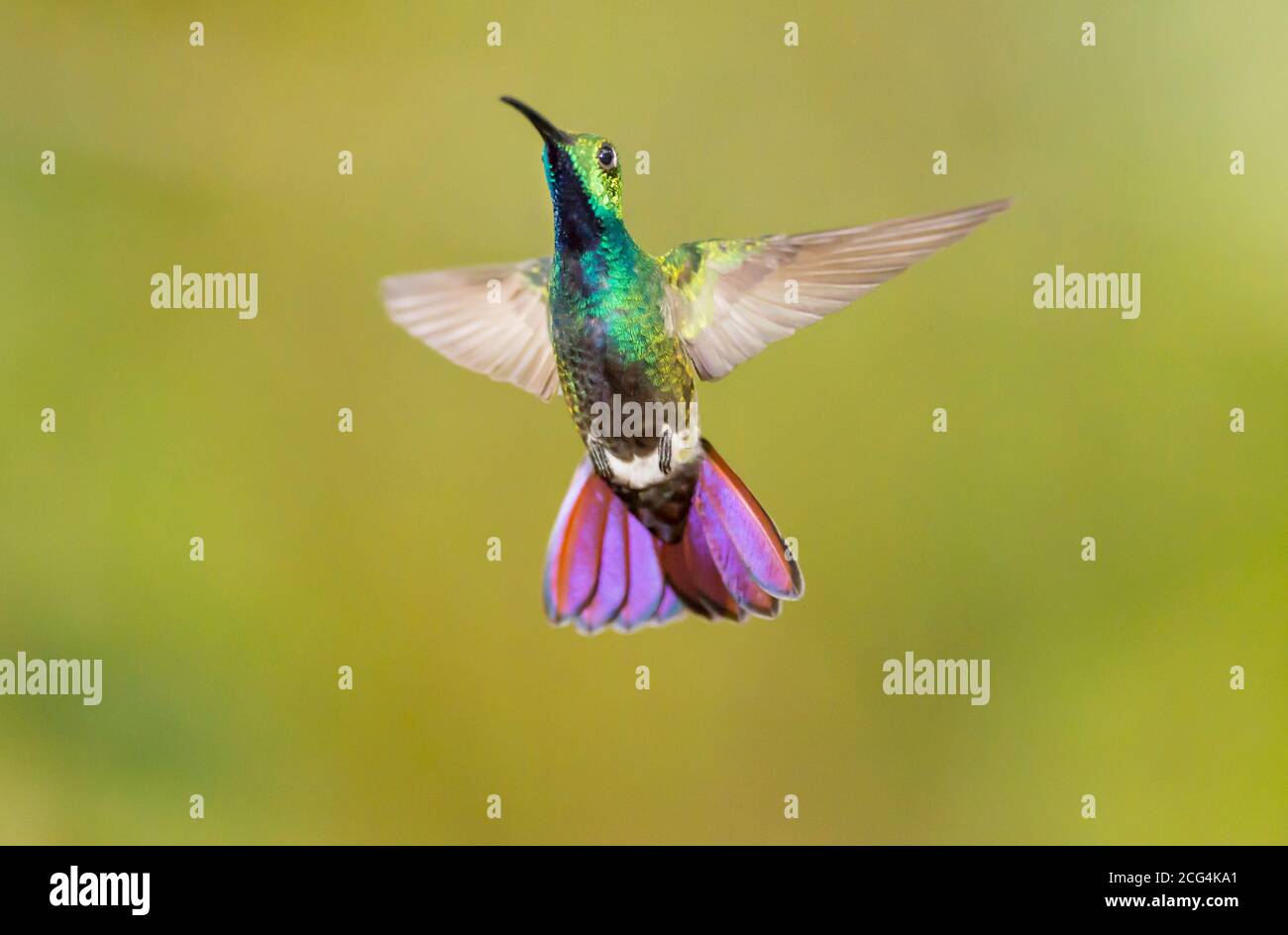 Male green-breasted mango hummingbird - Costa Rica Stock Photo