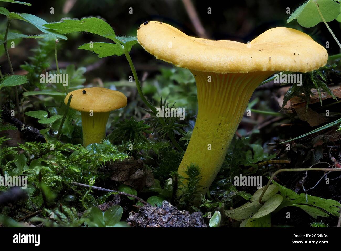 The Chanterelle (Cantharellus cibarius) is an edible mushroom Stock Photo