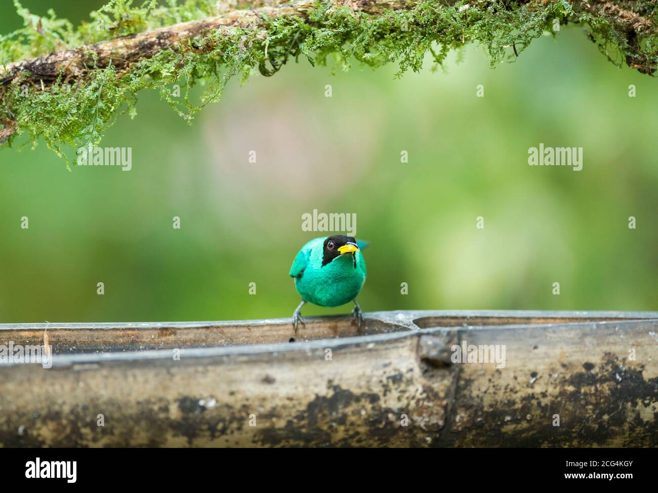 male-green-honeycreeper-costa-rica-stock-photo-alamy