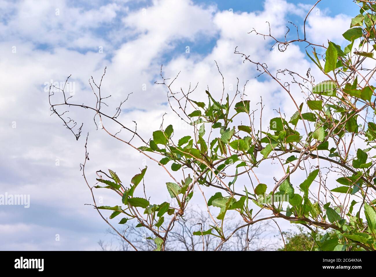 Fallopia baldschuanica hi-res stock photography and images - Alamy