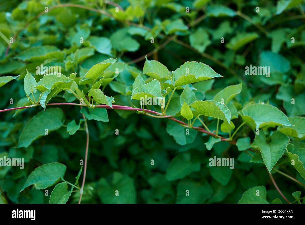 Fallopia baldschuanica hi-res stock photography and images - Alamy