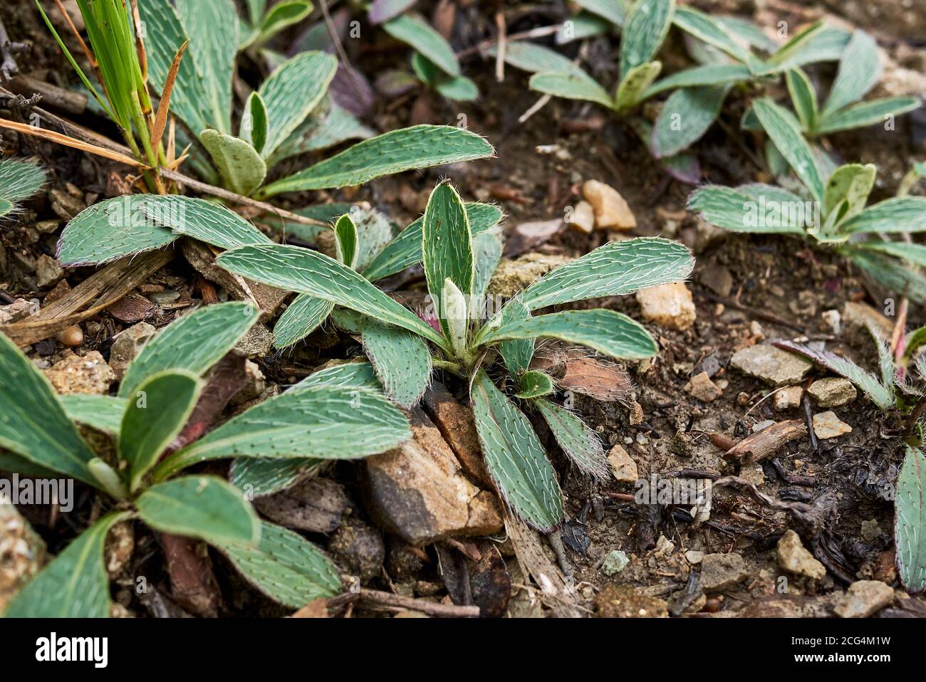 pilosella-officinarum-leaf-hi-res-stock-photography-and-images-alamy