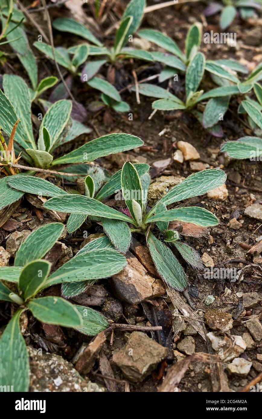 Hieracium pilosella flower and leaf close up Stock Photo