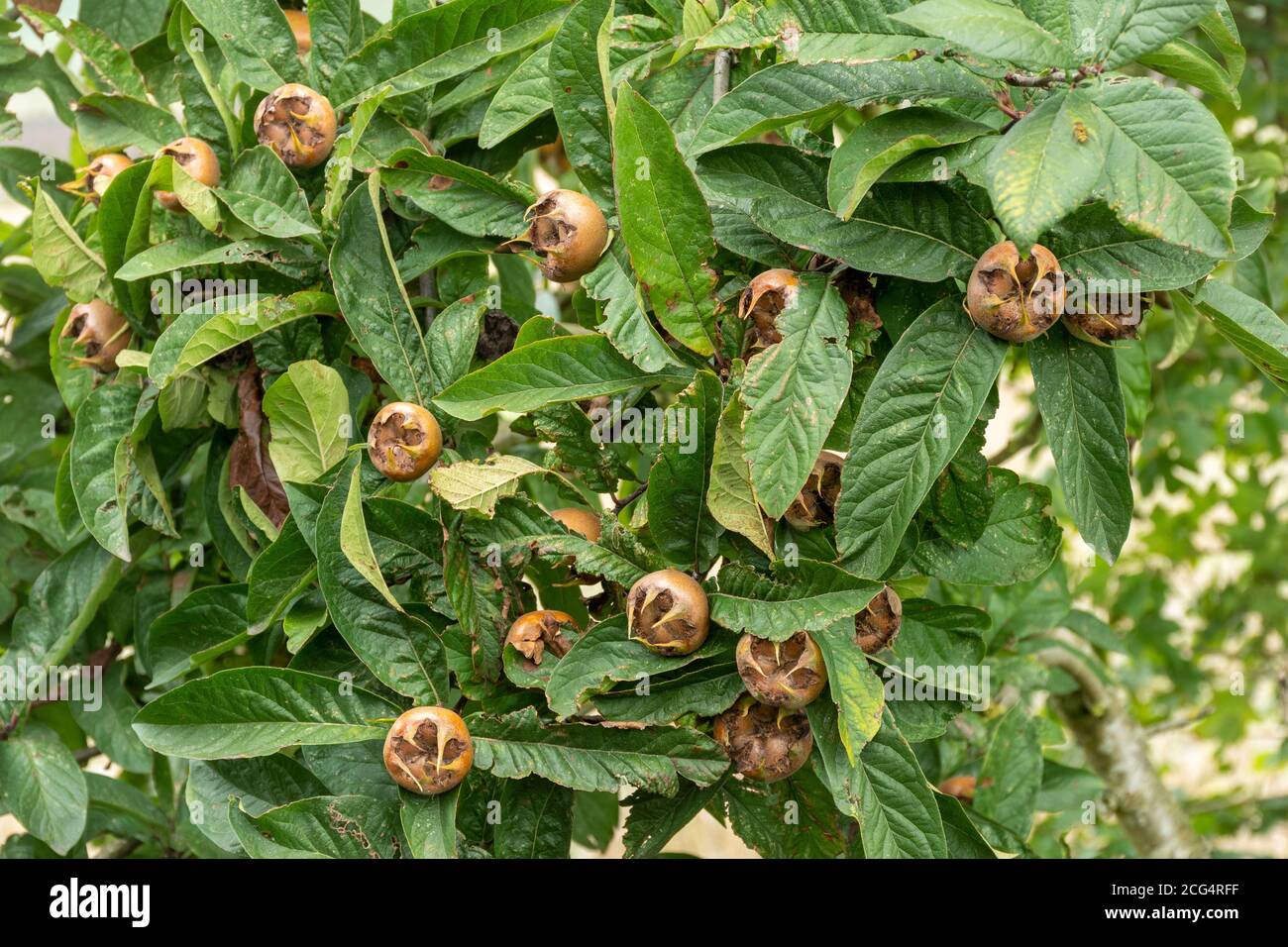 Fruits on a Nottingham Medlar tree (Mespilus germanica 'Nottingham', synonym Malus domestica 'Medlar Nottingham') Stock Photo