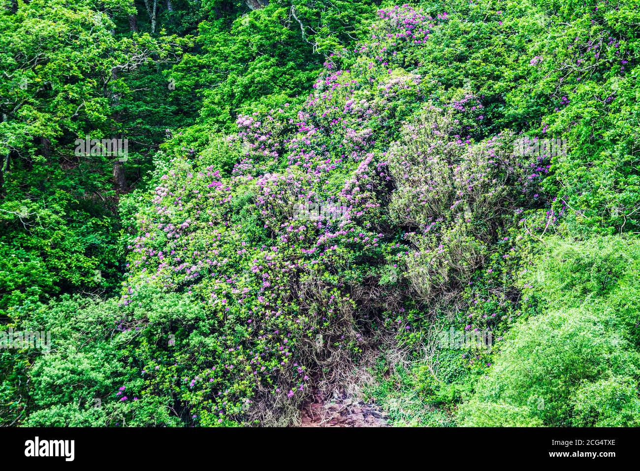 The flowering rhododendrons at Woody Bay in the Exmoor National Park, Devon. Stock Photo