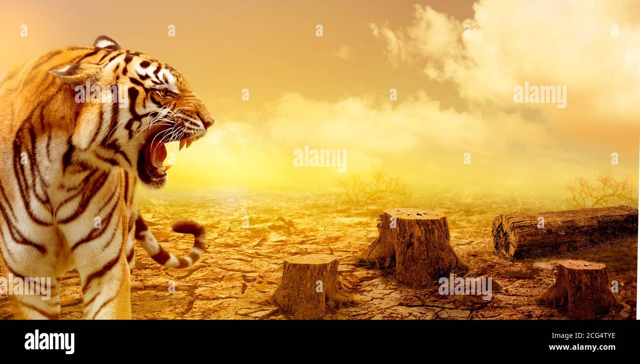 The great tiger with the dead stump tree and cracked land background. Stock Photo