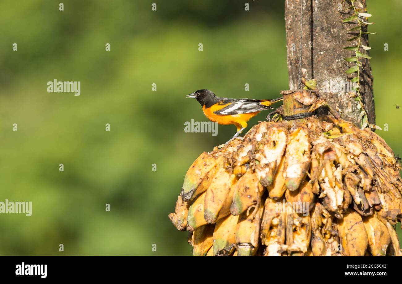 Baltimore oriole - Costa Rica Stock Photo