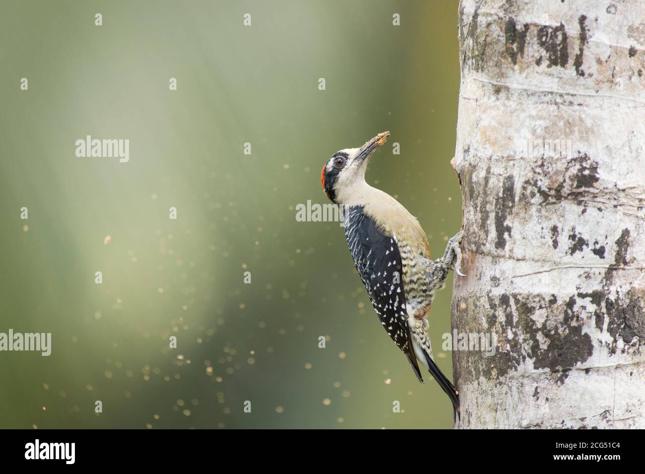 Black cheeked woodpecker excavating a nest in a tree in Costa Rica Stock Photo