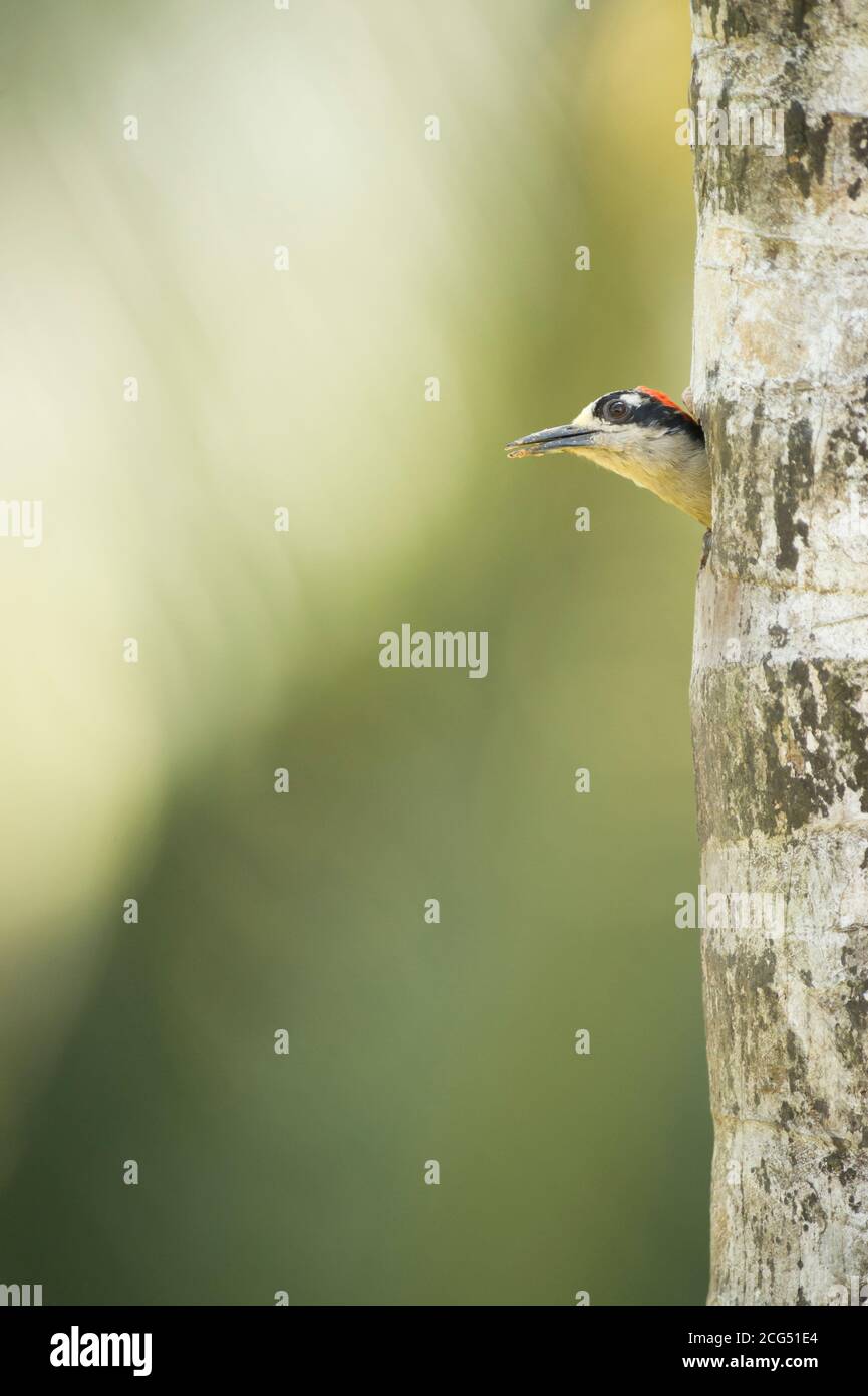 Black cheeked woodpecker excavating a nest in a tree in Costa Rica Stock Photo