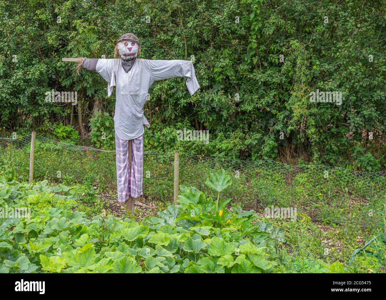 A straw scarecrow dressed in shirt and trousers with basket hat  standing in a garden. Stock Photo