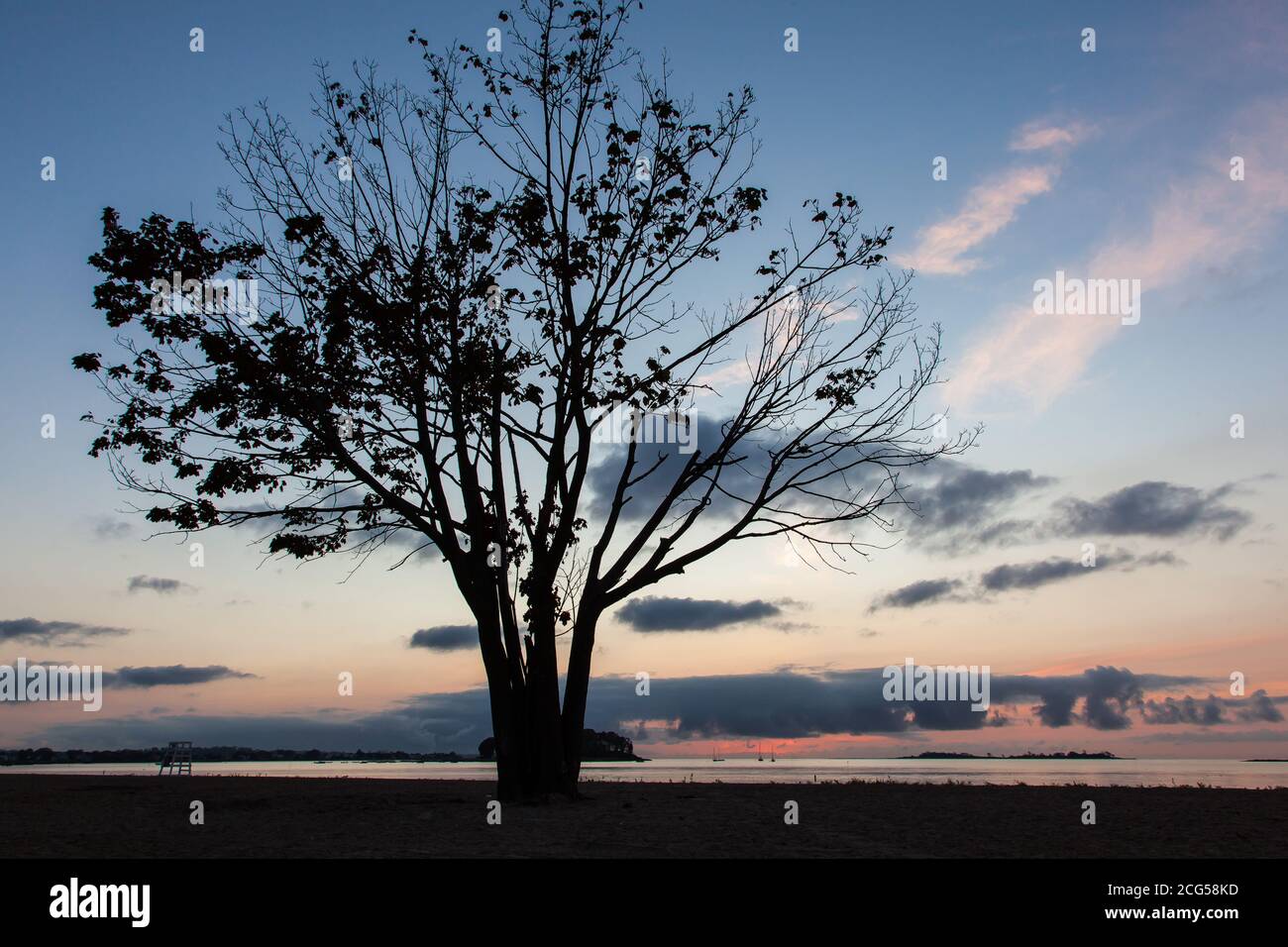 Tree silhouette from beach with nice morning colors on sky Stock Photo