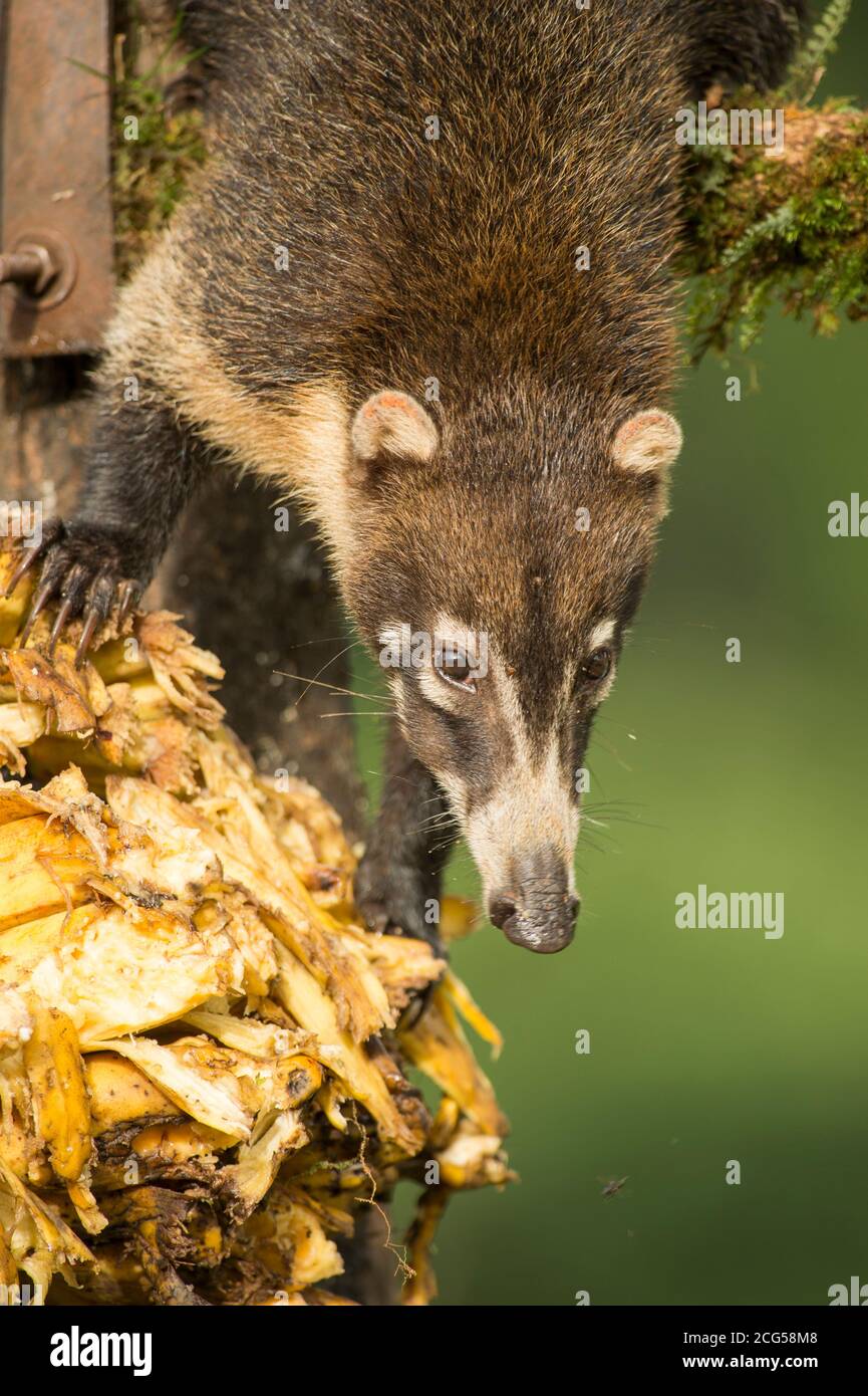 White-nosed coati - Costa Rica Stock Photo - Alamy