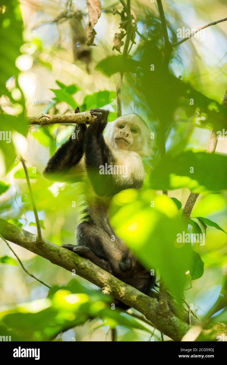 White-faced capuchin - Costa Rica Stock Photo