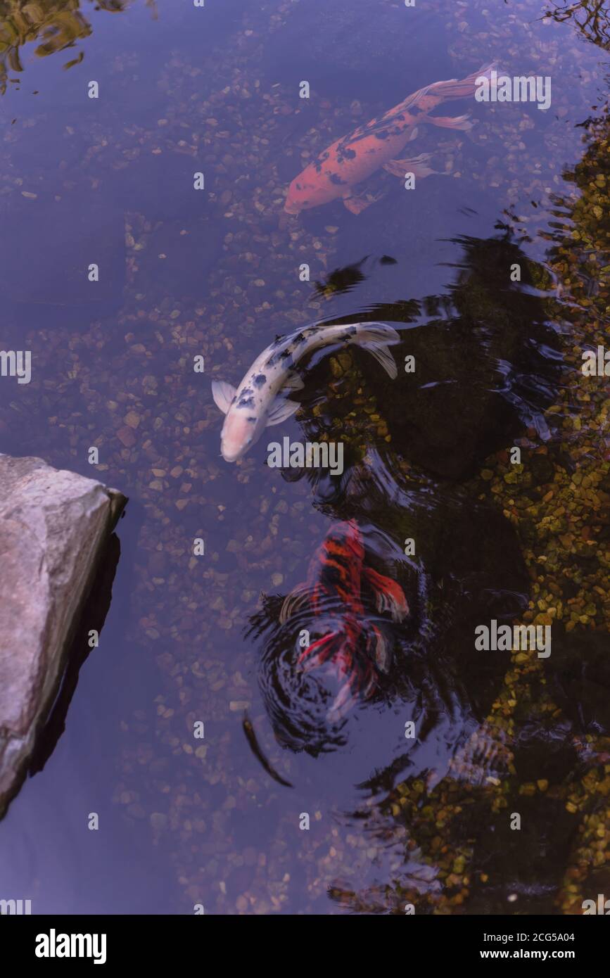 Water garden with landscaping rocks and colorful koi fishes swimming