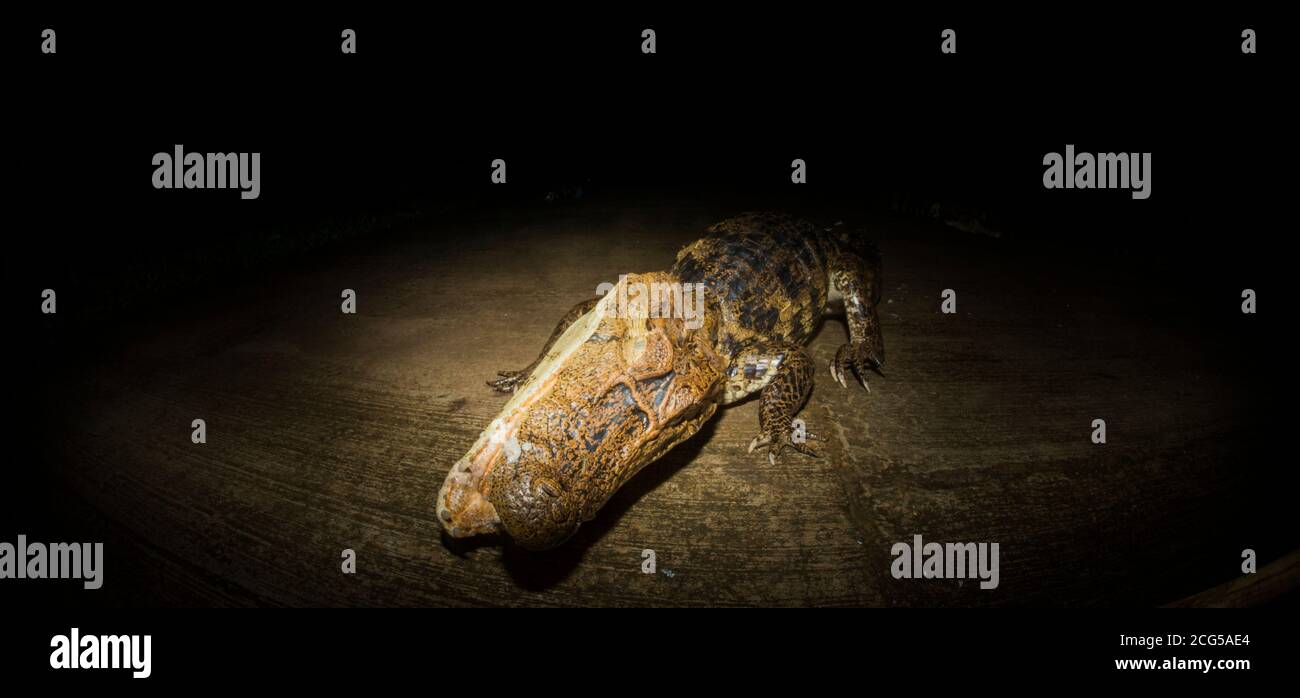 Spectacled caiman being fed meat on road - Costa Rica Stock Photo