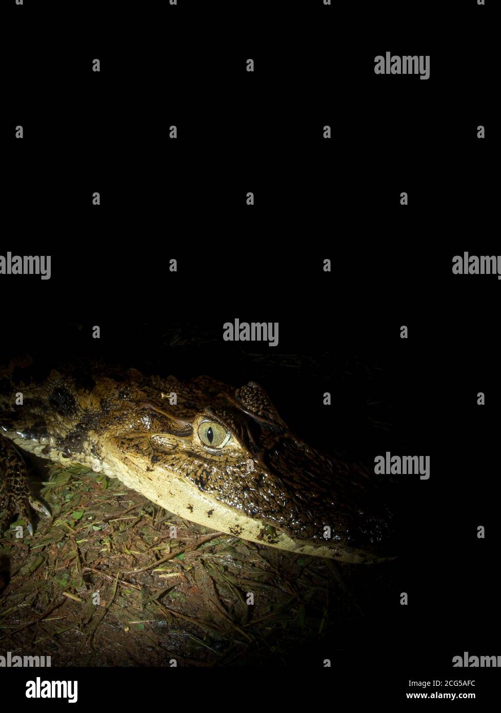 Spectacled caiman on road - Costa Rica Stock Photo