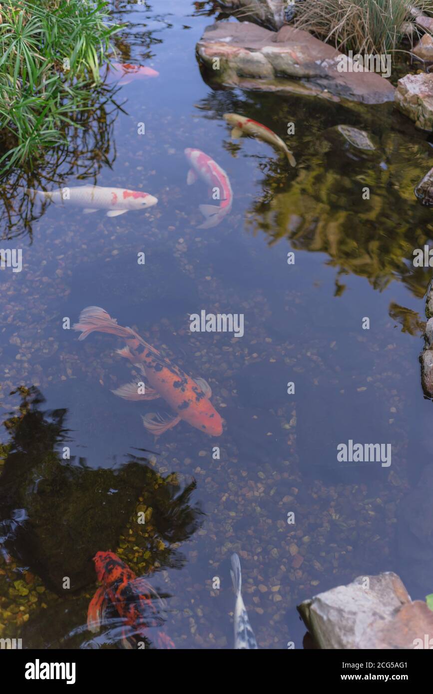 Water garden with landscaping rocks and colorful koi fishes swimming