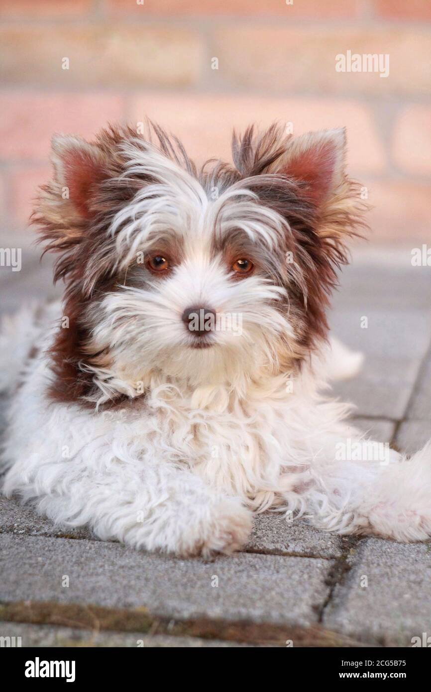 Yorkie with Star Wars toys Stock Photo by bluelily52
