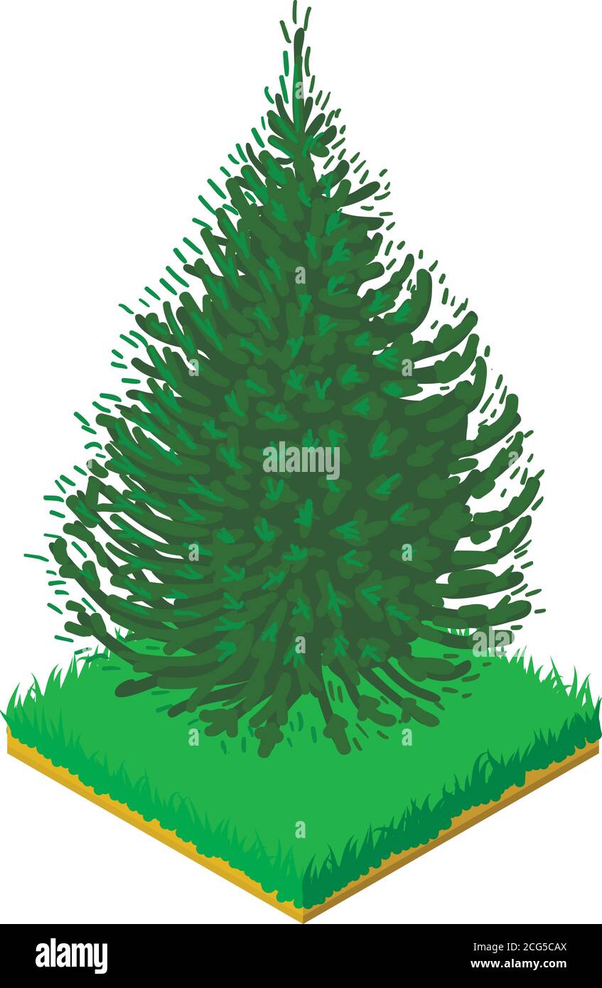 Balsam fir icon, isometric style Stock Vector