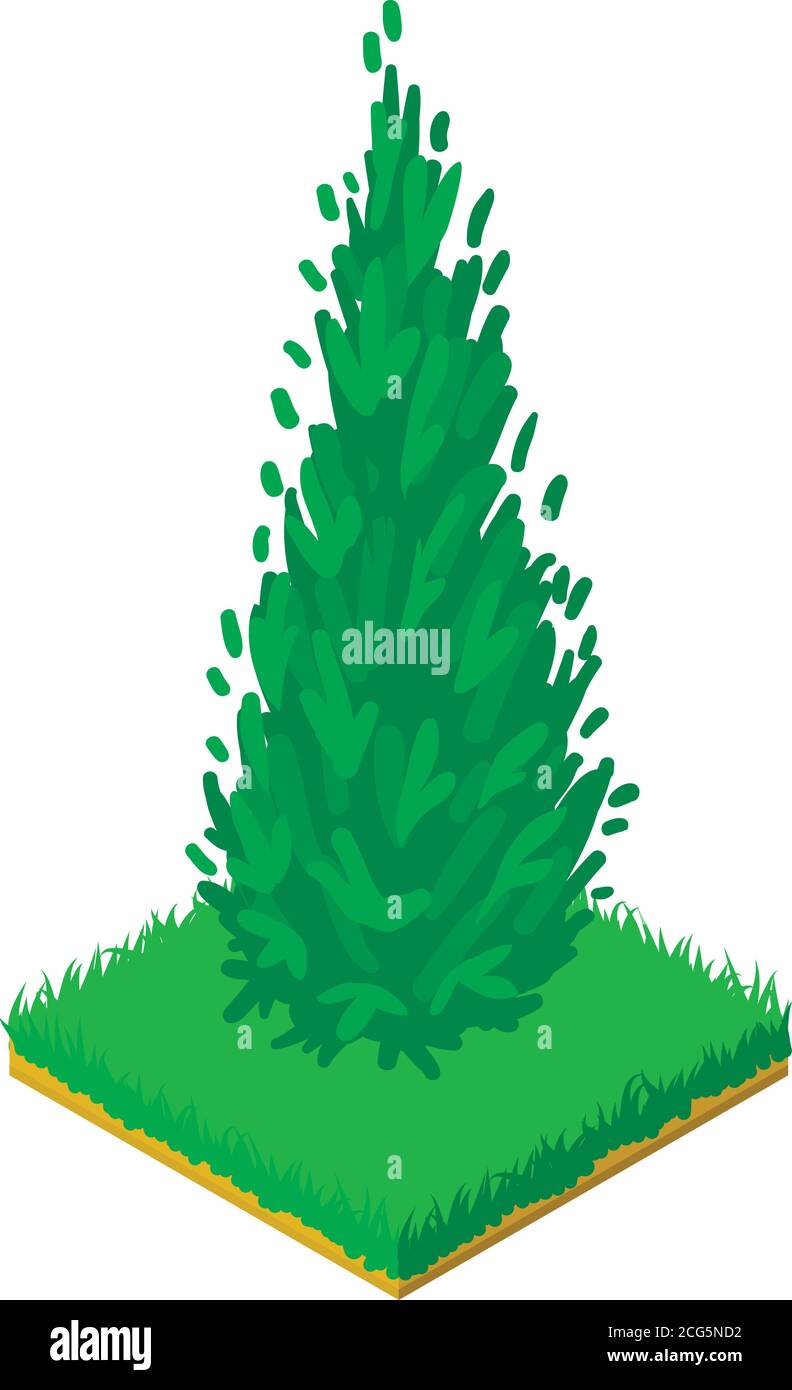 Arborvitae icon, isometric style Stock Vector