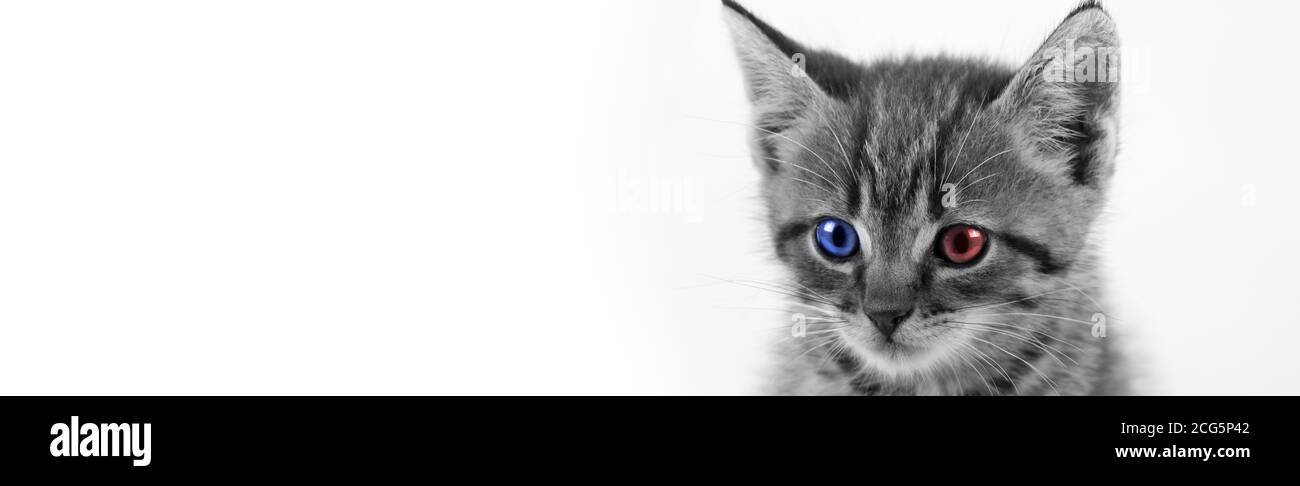 Tabby Kitten With One Red Eye And One Blue Eye Independent Voter Concept Republican And Democrat In One Stock Photo Alamy