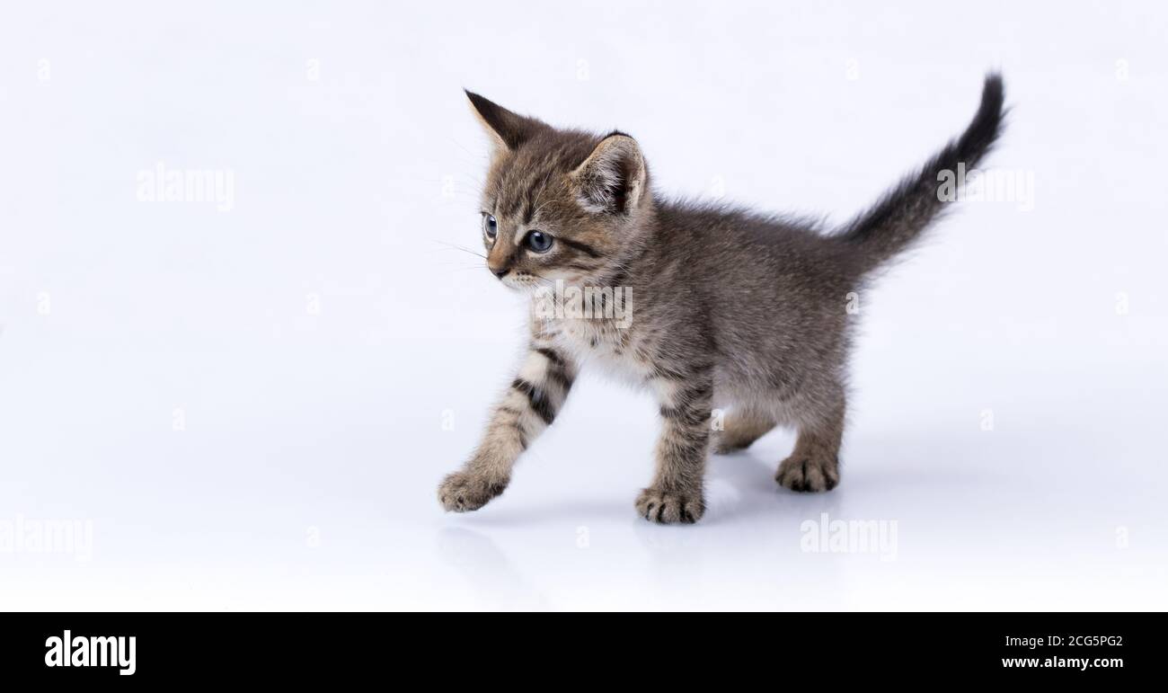 Domestic Tabby Kitten walking on a reflective surface isolated on white Stock Photo