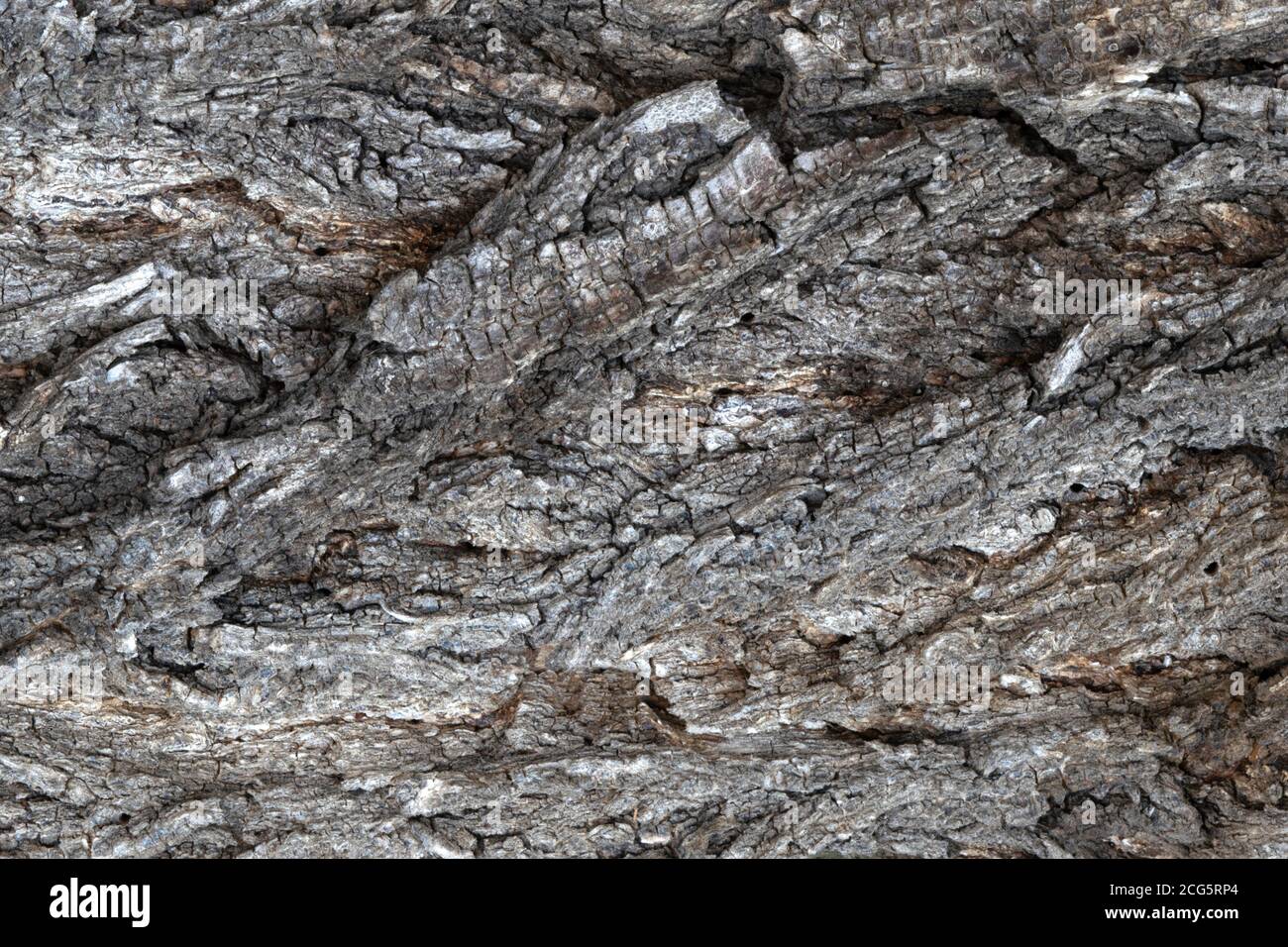 bark of an old tree elm for background texture Stock Photo
