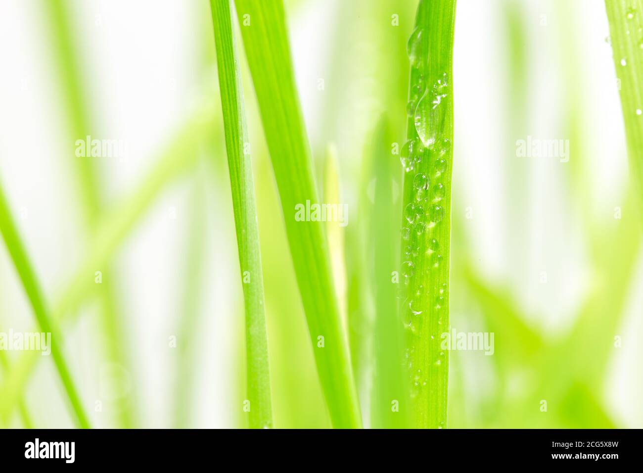 Green grass with water drops. Spring theme background Stock Photo - Alamy