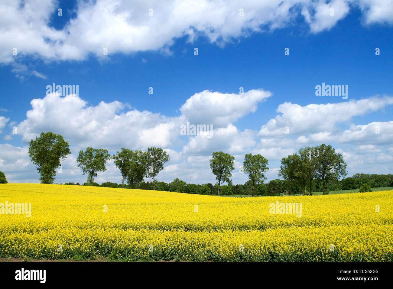 Summer landscape with rape flowers field and blue sky Stock Photo - Alamy