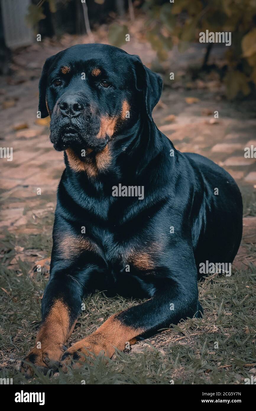 Handsome Rottweiler dog lying down Stock Photo Alamy