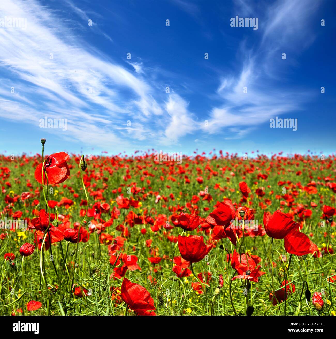 Poppy flowers field hi-res stock photography and images - Alamy