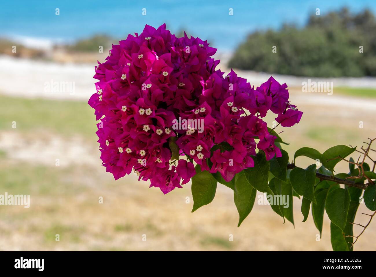 Red Bougainvillea Flowers Greece / Greek Stock Photo
