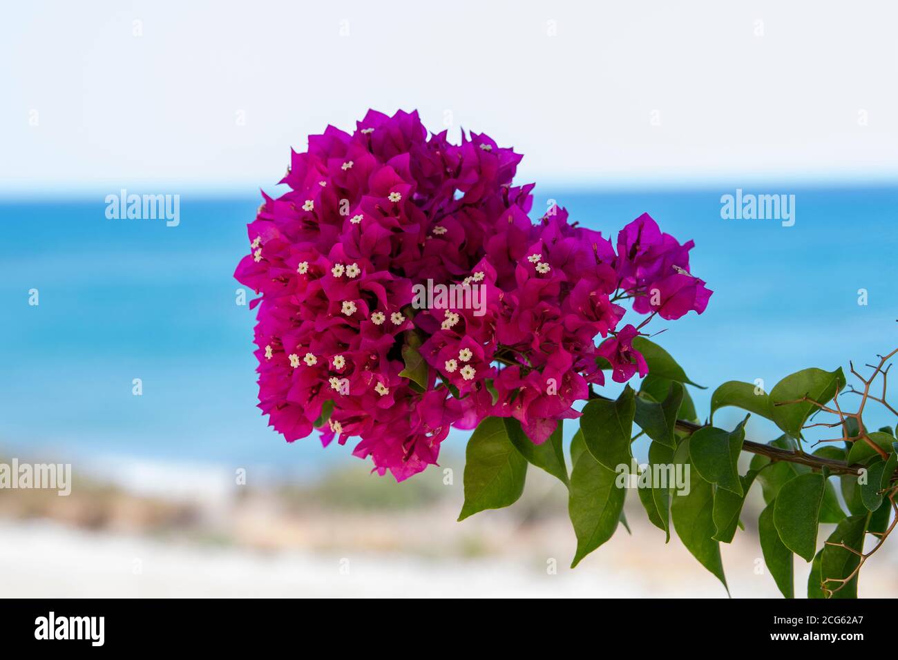 Red Bougainvillea Flowers Greece / Greek Stock Photo