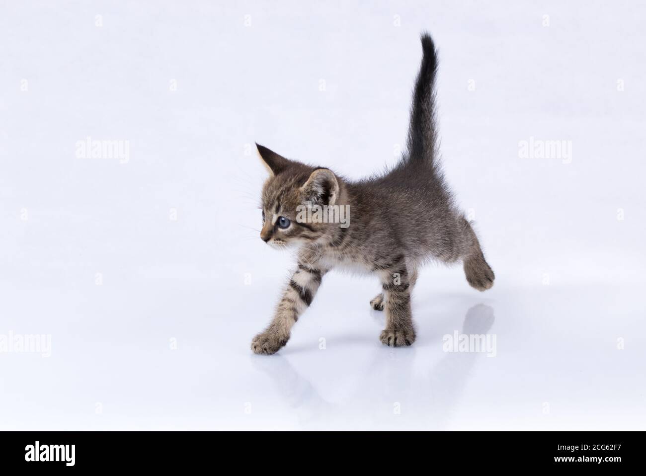 Domestic Tabby Kitten walking on a reflective surface isolated on white Stock Photo
