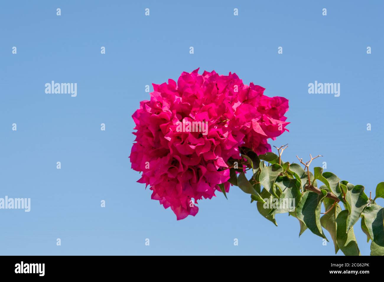 Red Bougainvillea Flowers Greece / Greek Stock Photo