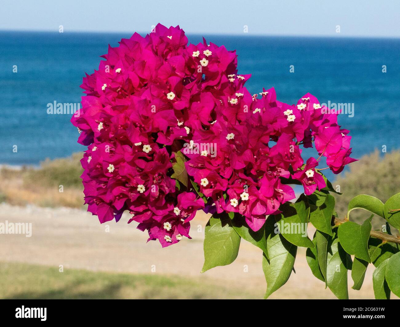 Red Bougainvillea Flowers Greece / Greek Stock Photo