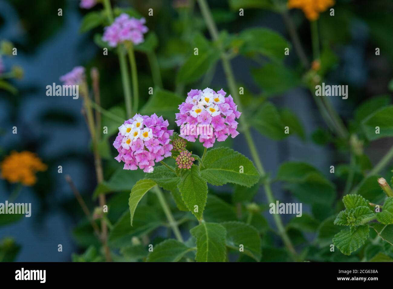 Flowers of Rhodes Greece Stock Photo