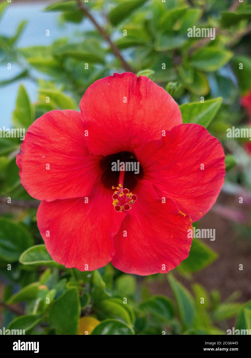 Red Hibiscus Stock Photo