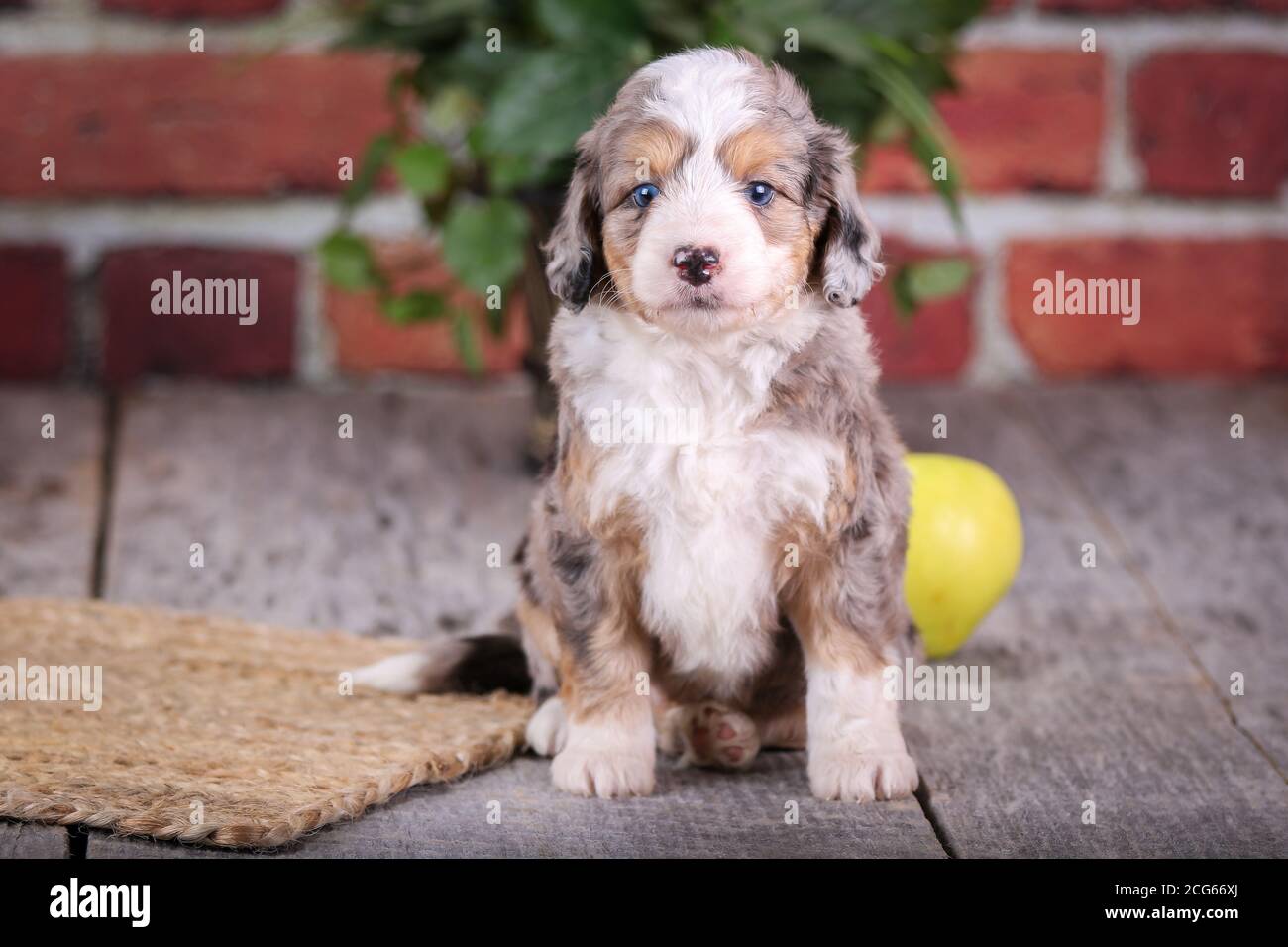 Mini Aussiedoodle puppy sitting on wood floor with brick wall and apples in background Stock Photo