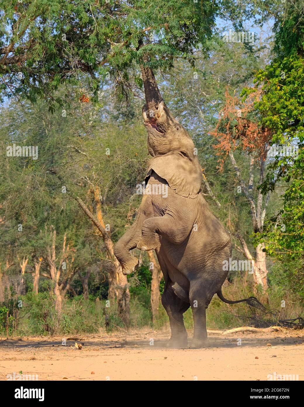 An African Elephant bull, Loxodonta africana, stands on its hind legs. Lower Zambezi National Park, Zambia Stock Photo