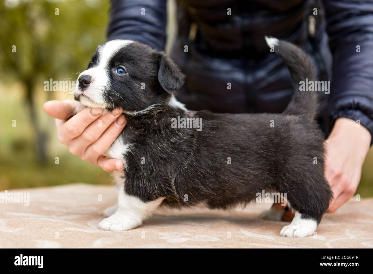Welsh corgi pembroke puppy dog posing in standing Stock Photo - Alamy