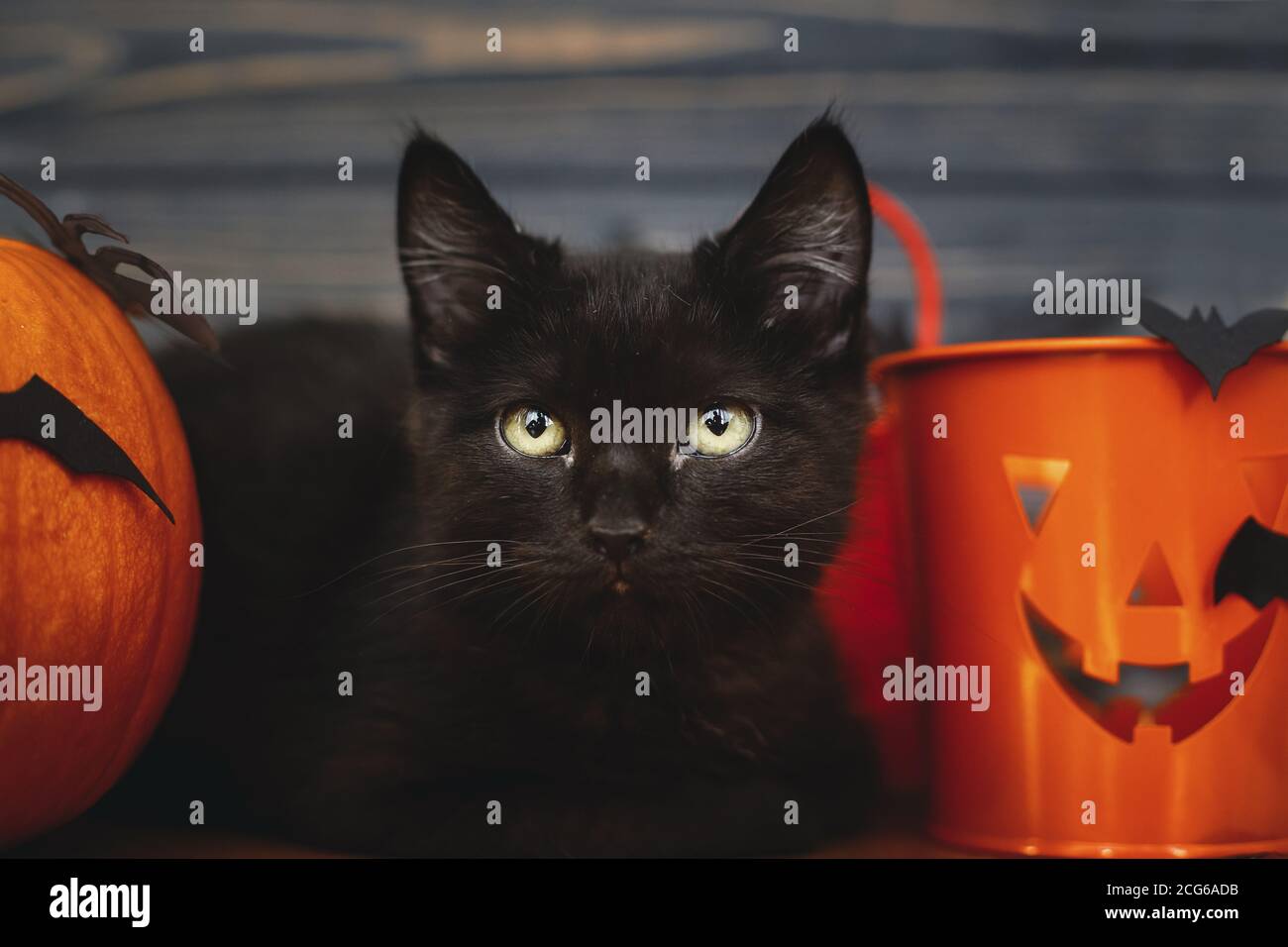 peeking cute black cat wallpaper background inspo