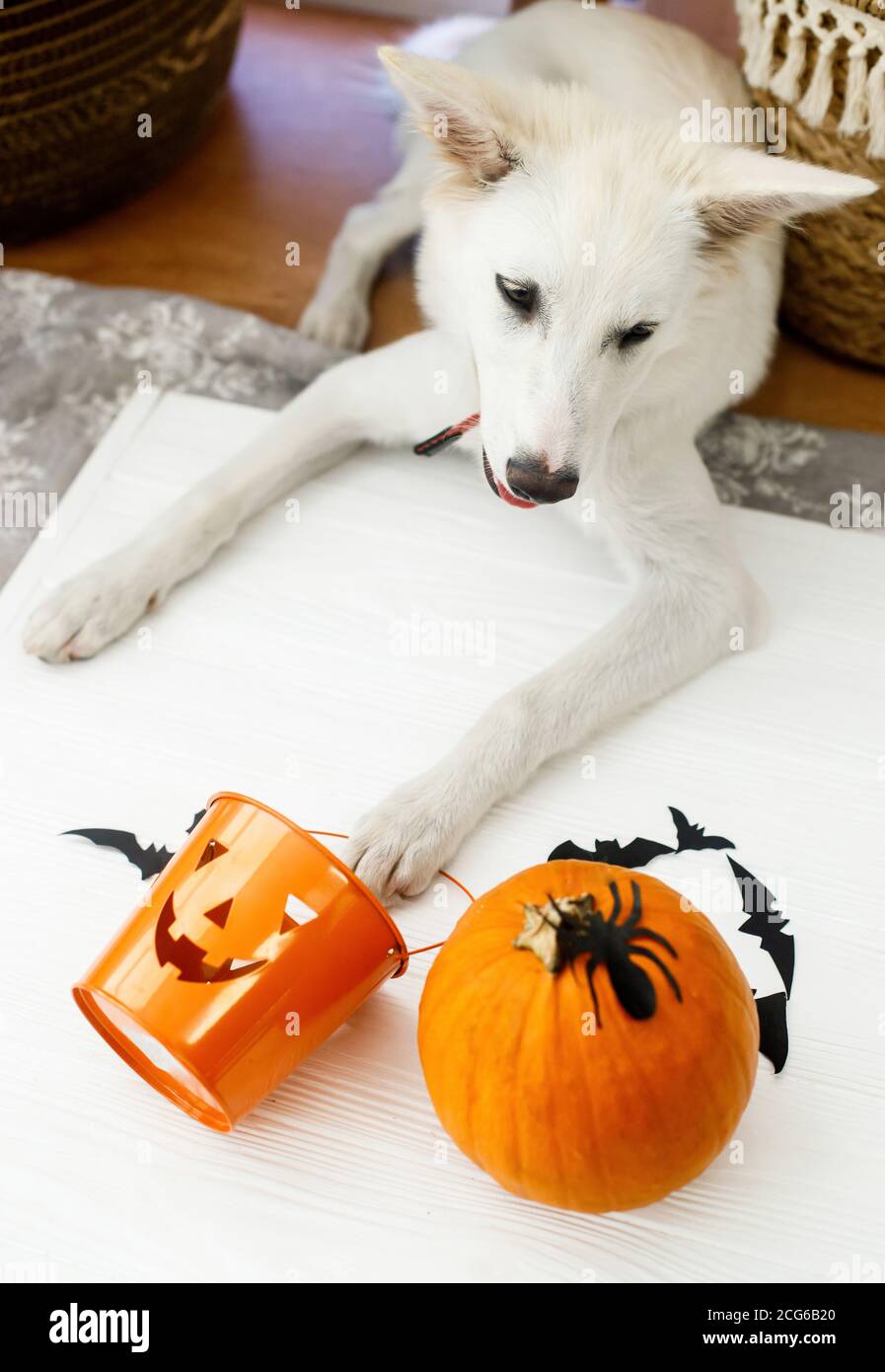 Puppy holding Jack o lantern candy pail on white background with ...