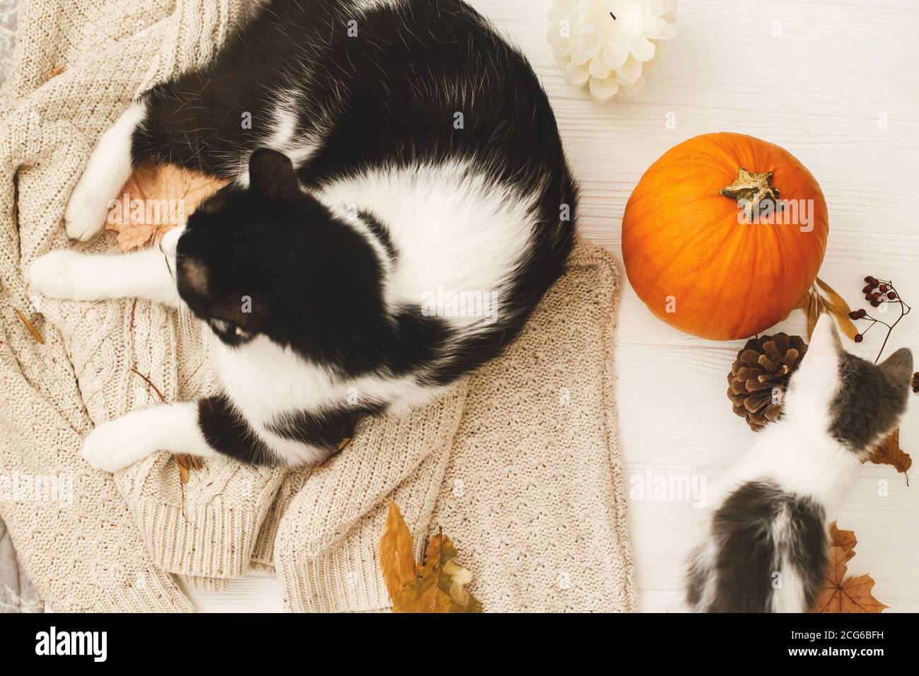 Happy Thanksgiving! Cute cat and little kitten relaxing on warm knitted  sweater with pumpkin, autumn leaves, cone and acorns. Cozy fall image Stock  Photo - Alamy