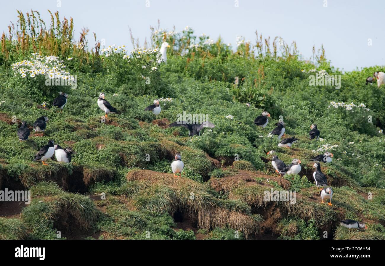 Puffins on Lundey island, Reykyavik, taking care of their eggs and nests. Stock Photo