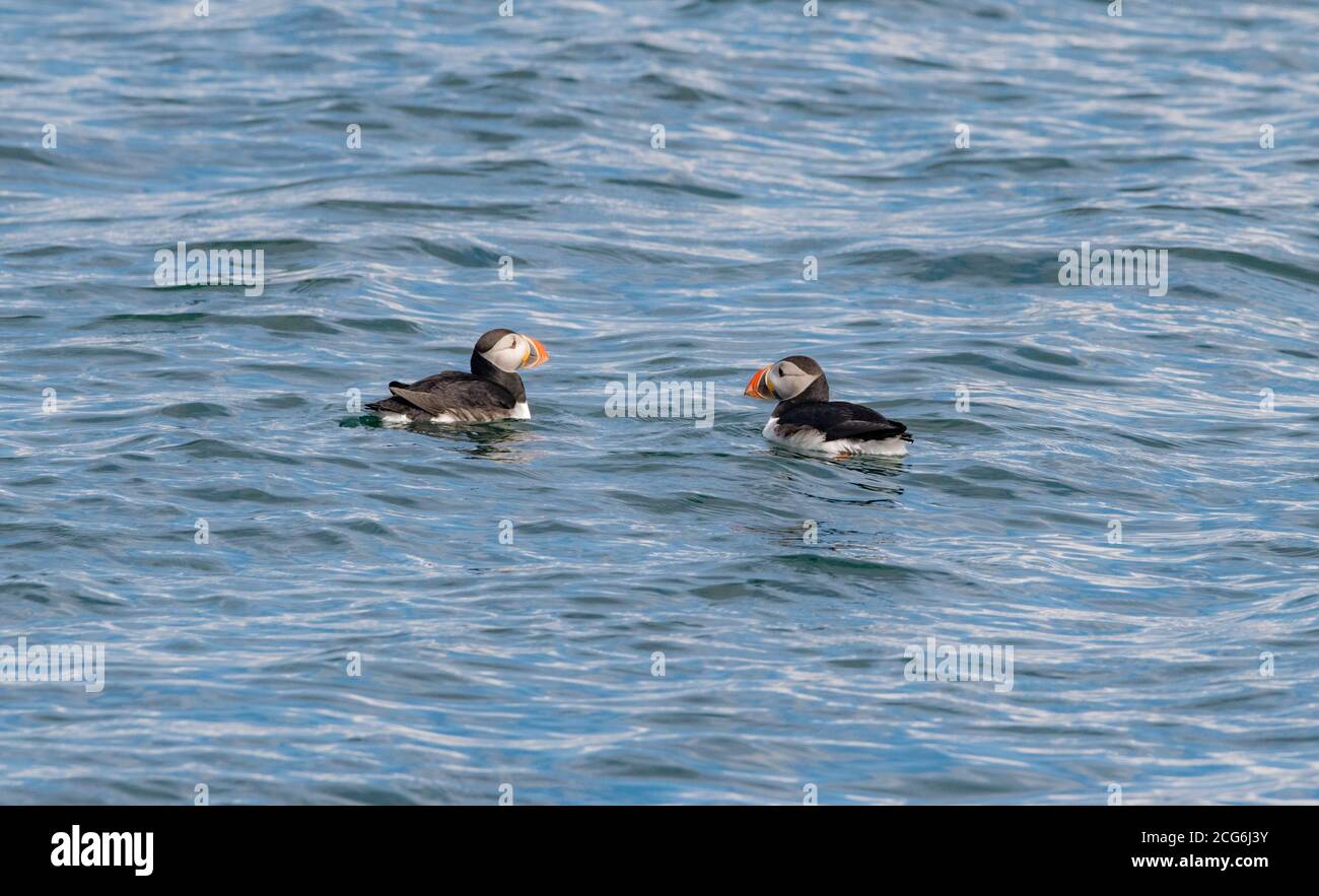 Puffin in Icelandic waters, where they move during summer for the mating season, busy with fishing and feeding their pufflings Stock Photo