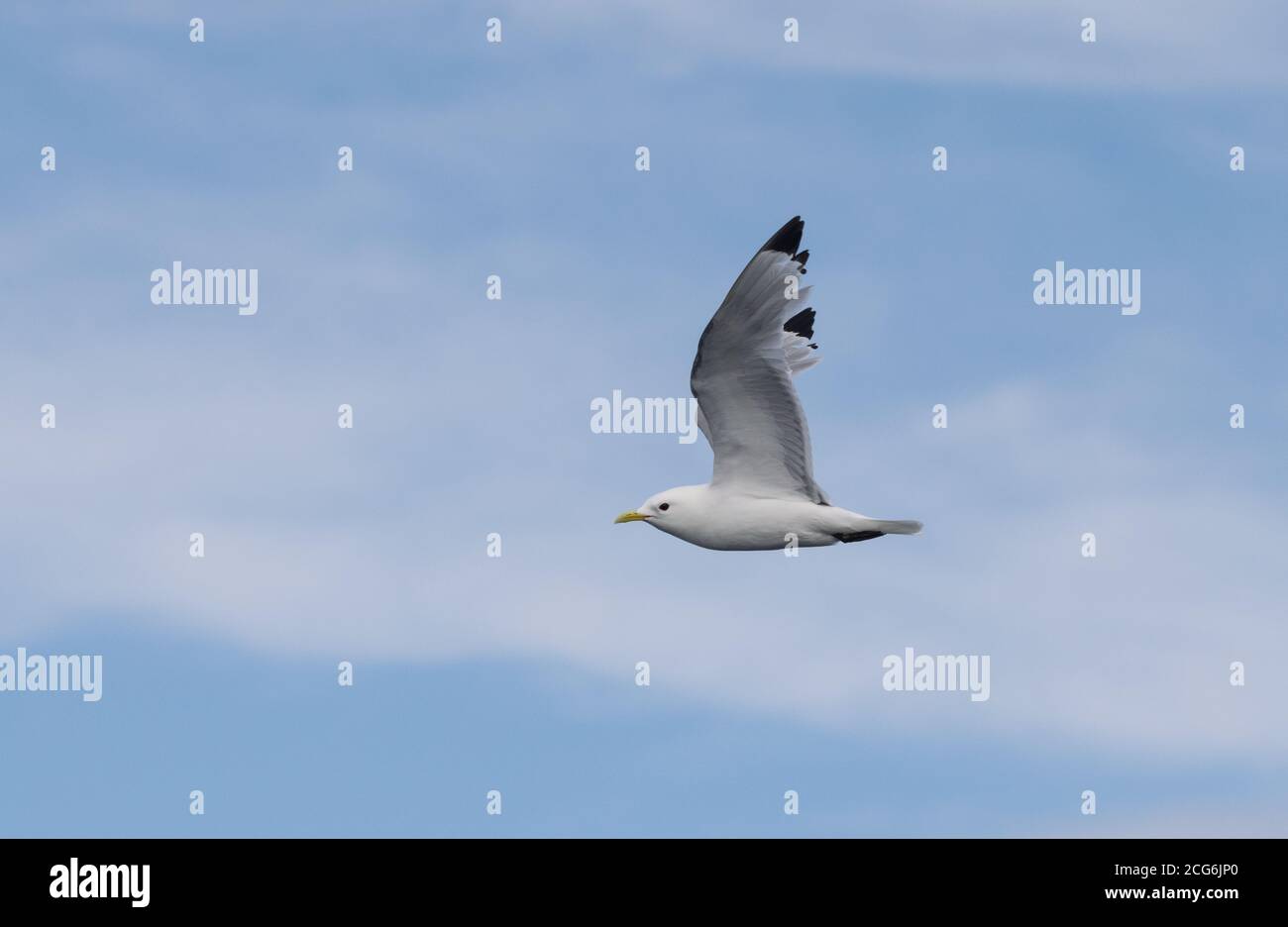 Northern Fulmar in Iceland, off the coast of Reykjavik Stock Photo
