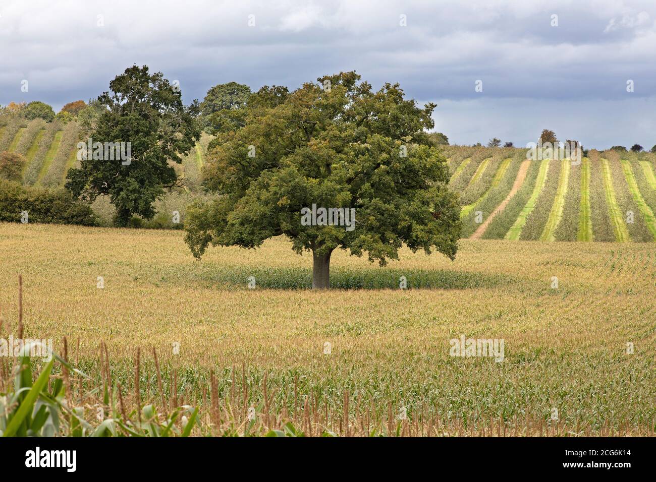 Sweet Corn and orchard in South west England Stock Photo