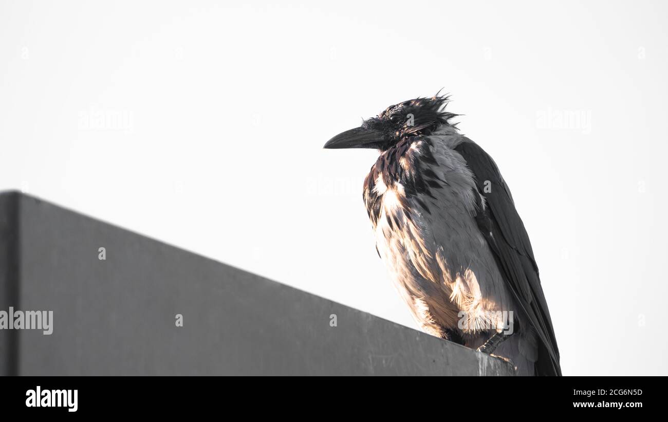 Black crow perching on a lighting pole and watching around Stock Photo